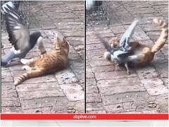 मस्ती से कबूतर के साथ खेलती दिखी बिल्ली, यूजर्स बोले- सच्ची दोस्ती