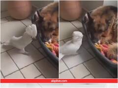 तोते पर हुआ संगत का तगड़ा असर, कुत्ते की तरह भौंकते आया नजर