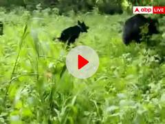 छत्तीसगढ़: गजब की वफादारी, मालिक को बचाने के लिए भालू से भिड़ गया कुत्ता, वीडियो वायरल