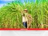 Sugarcane Farming: भारी-भरकम खर्च की चिंता खत्म! इन 5 योजनाओं का तुरंत लाभ लें गन्ना किसान, मिलेंगे तमाम फायदे