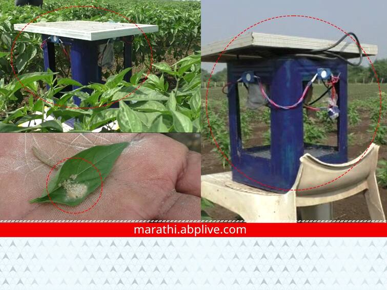 Chandrapur News A young farmer of Chandrapur has found a solution for managing chilli crop pests Agriculture News : मिरचीच्या कीड व्यवस्थापनासाठी युवा शेतकऱ्यानं शोधली भन्नाट आयडिया, शेतकऱ्यांसाठी वरदान, वाचा नेमकं काय केलं संशोधन?