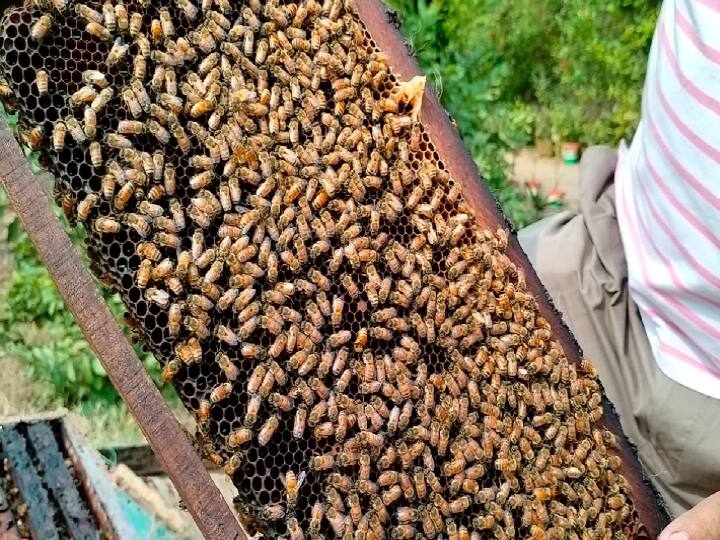 Gaya News: The Honey Bees of Bihar will go on a Nine-Month tour Honey Bee Farming in Bihar ann Gaya News: बिहार की मधुमक्खियां निकलेंगी 9 महीने की टूर पर, झारखंड, एमपी समेत कई राज्यों से होगा करोड़ों का व्यापार