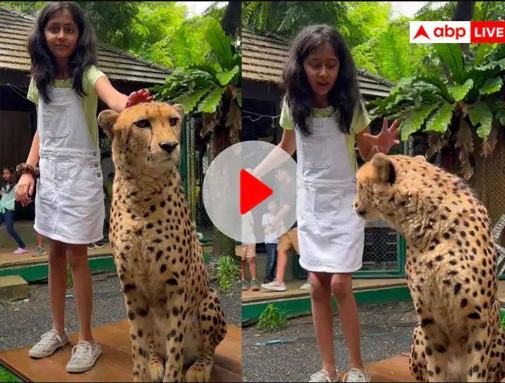 Girl tries to pamper Cheetah gets angry shocking viral video on social media Cheetah Viral Video Cheetah Viral Video: ਬੱਚੀ ਨੇ ਚੀਤੇ ਨੂੰ ਪਿਆਰ ਕਰਨ ਦੀ ਕੋਸ਼ਿਸ਼ ਕੀਤੀ, ਨਤੀਜਾ ਦੇਖ ਕੇ ਕੋਈ ਵੀ ਰਹਿ ਜਾਵੇਗਾ ਹੈਰਾਨ