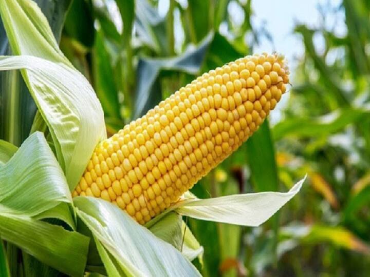 Nandurbar News Record price of maize in Nandurbar market committee, farmers are happy Maize Price : नंदूरबार बाजार समितीत मक्याला विक्रमी दर, गेल्या हंगामाच्या तुलनेत यंदा दुप्पट वाढ, शेतकरी समाधानी 