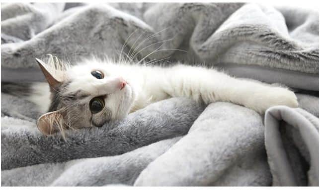 Japanese Company Launches Fur-Inspired Bed Linens That Feel Like Petting a Cat ਜਾਪਾਨ ਦੀ ਕੰਪਨੀ ਨੇ ਬਣਾਇਆ ਸਪੈਸ਼ਲ ਕੰਬਲ, ਸੌਣ ਵੇਲੇ ਇੰਝ ਮਹਿਸੂਸ ਹੁੰਦਾ ਤੁਸੀਂ ਬਿੱਲੀ ਨਾਲ ਸੁੱਤੇ ਹੋ!