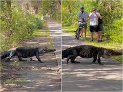 దర్జాగా రోడ్డు దాటిన మొసలి- ఒకసారి ఫేస్ లెఫ్ట్ టర్నింగ్ ఇచ్చుకో!