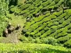 வால்பாறையில் கூட்டம் கூட்டமாக சுற்றும் காட்டு யானைகள்; தேயிலை தோட்ட தொழிலாளர்கள் அச்சம்