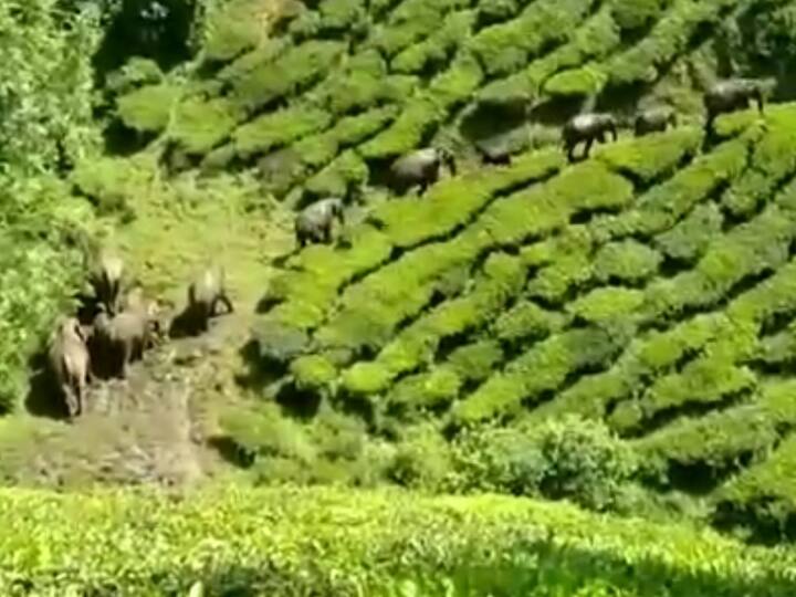 Tea plantation workers are afraid of wild elephants roaming in large numbers in Valparai TNN வால்பாறையில் கூட்டம் கூட்டமாக சுற்றும் காட்டு யானைகள்; தேயிலை தோட்ட தொழிலாளர்கள் அச்சம்