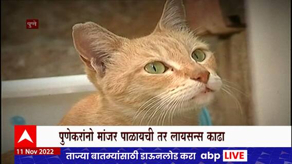 Pune Cat Licence Special Report : घरात मांजर, पुणे पालिकेची नजर, पुणेकरांनो लायसन्स काढा