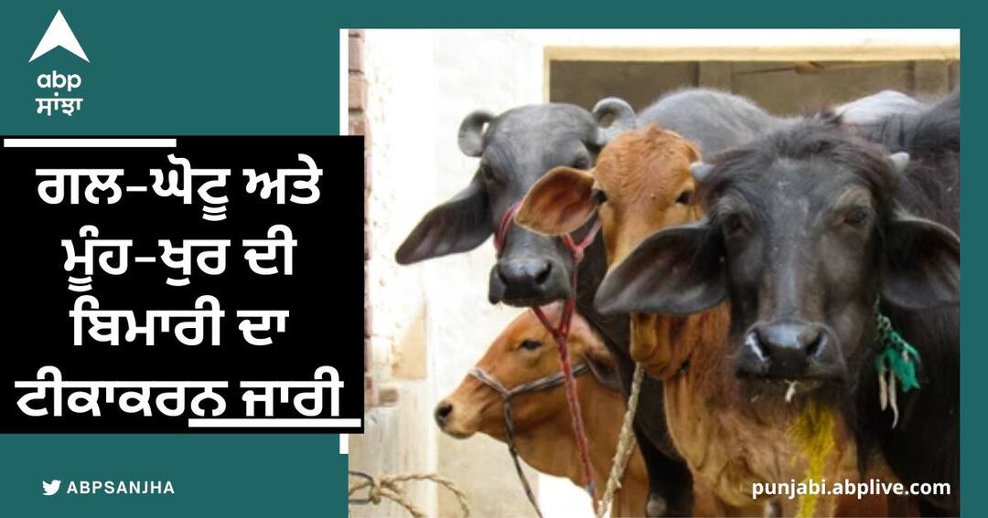 Vaccination of disease continued in punjab ਗਲ-ਘੋਟੂ ਅਤੇ ਮੂੰਹ-ਖੁਰ ਦੀ ਬਿਮਾਰੀ ਦਾ ਟੀਕਾਕਰਨ ਜਾਰੀ, ਲੰਪੀ ਸਕਿਨ ਬਿਮਾਰੀ ਨੇ ਕੀਤਾ ਸੀ ਭਾਰੀ ਨੁਕਸਾਨ