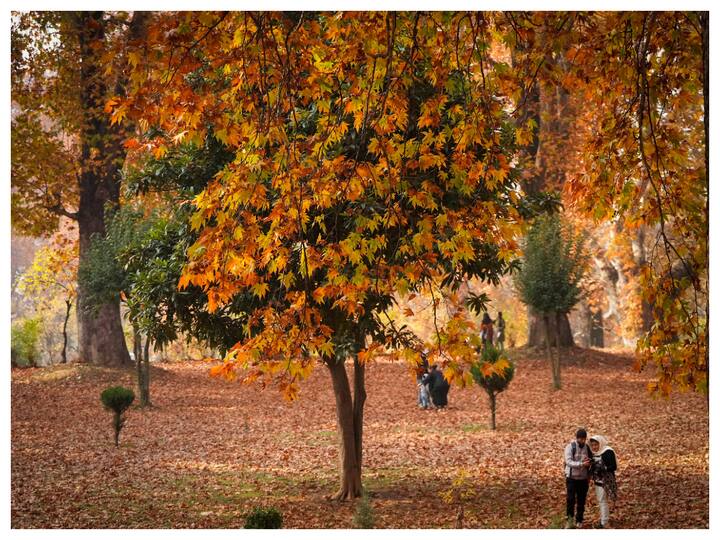The Kashmir Valley has turned red with the onset of autumn. The Chinar trees in Kashmir look as if they have been decorated with an array of colours. (Image: PTI)