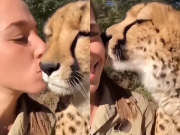 Cheetah shows love to the Woman Kisses him video winning netizens hearts Watch Video: பார்க்க சிறுத்தை...குணத்தில் பூனை... லைக்ஸ் அள்ளும் அன்பான வனவிலங்கு!