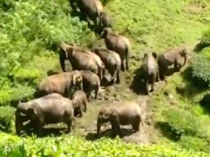 வால்பாறையில் கூட்டம் கூட்டமாக சுற்றும் காட்டு யானைகள்; தேயிலை தோட்ட தொழிலாளர்கள் அச்சம்