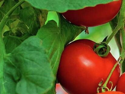 Healthy Bones to Good Skin, 5 Little-known Benefits of Tomatoes Tomato Benefits : எலும்புகள் முதல் பளபள சருமம் வரை.. தக்காளியின் பெஸ்ட் நன்மைகள்..