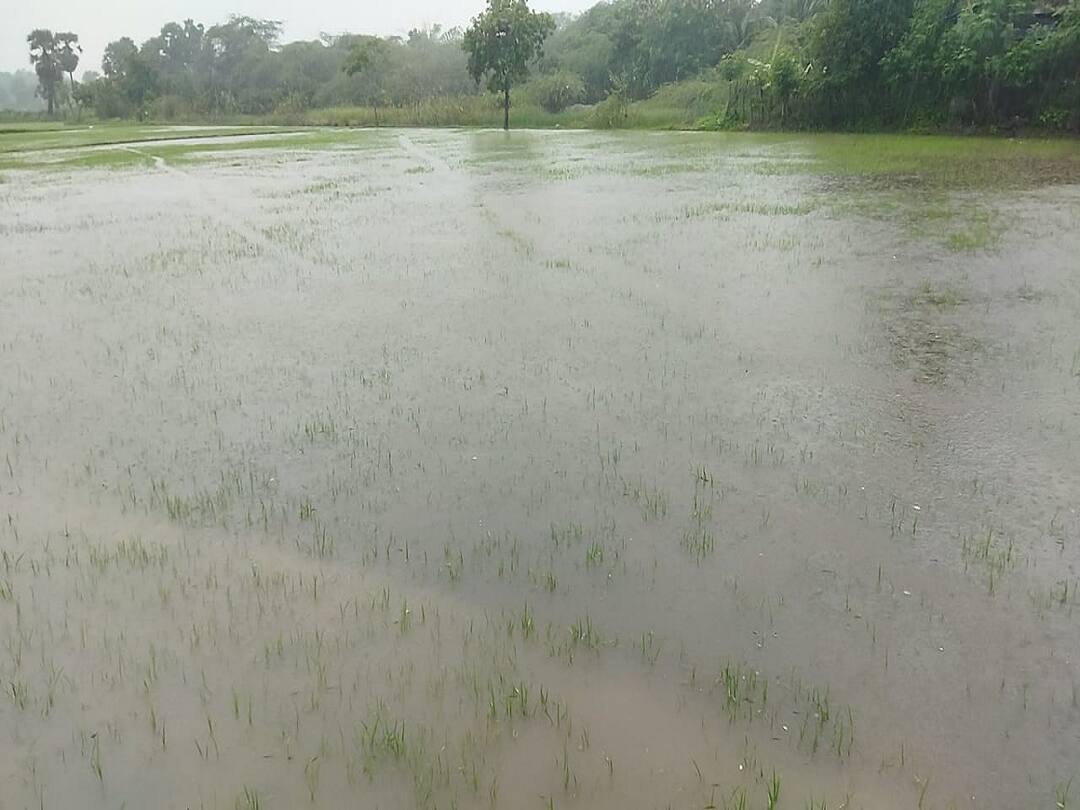 திருவாரூர்: நிம்மேலி கிராமத்தில்  நீரில் மூழ்கிய 1000 ஏக்கர்  சம்பா நெற்பயிர்கள்