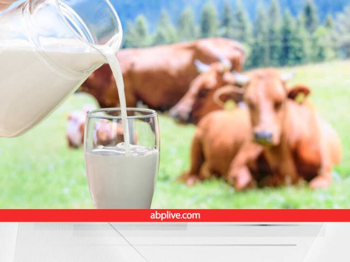 Cow's milk is yellow due to proteins Cow Milk: गाय का दूध सफेद क्यों नहीं होता... इसके पीले होने का क्या कारण है?