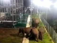 Elephants Saved : மின் நிலையத்திற்குள் புகுந்த காட்டு யானைகள் ; பரபர துரித நடவடிக்கையால் தடுக்கப்பட்ட அசம்பாவிதம்..