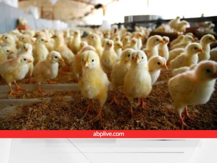 poultry farming Eating pebbles with grain strengthens chicken eggs Poultry Farming: ऐसा क्यों? कंकड़ खाने से आपका हाजमा बिगड़ जाएगा...मुर्गी इन्हीं कंकड़ों को खाकर 'बॉडी' बना लेती है