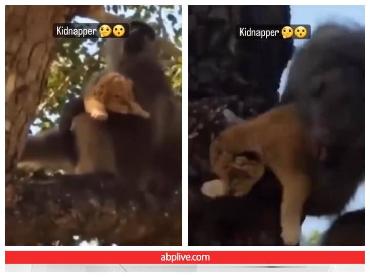 A lion cub is being seen in lap of a monkey video goes viral on social media Video: बंदर ने शेर के शावक का किया किडनैप, यूजर्स बोले- रियल सिंबा 