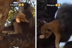 Viral Video: ਬਾਂਦਰ ਨੇ ਸ਼ੇਰ ਦੇ ਬੱਚੇ ਨੂੰ ਕੀਤਾ ਅਗਵਾ, ਉਪਭੋਗਤਾਵਾਂ ਨੇ ਕਿਹਾ - ਰੀਅਲ ਸਿੰਬਾ