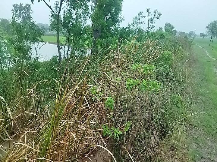 திருவாரூர்: நிம்மேலி கிராமத்தில் நீரில் மூழ்கிய 1000 ஏக்கர் சம்பா நெற்பயிர்கள்