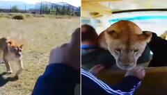 Viral Video: ਲੋਕਾਂ ਨਾਲ ਭਰੀ ਜੀਪ 'ਚ ਅਚਾਨਕ ਚੜ੍ਹ ਗਈ ਸ਼ੇਰਨੀ, ਫਿਰ ਦੇਖੋ ਕੀ ਹੋਇਆ