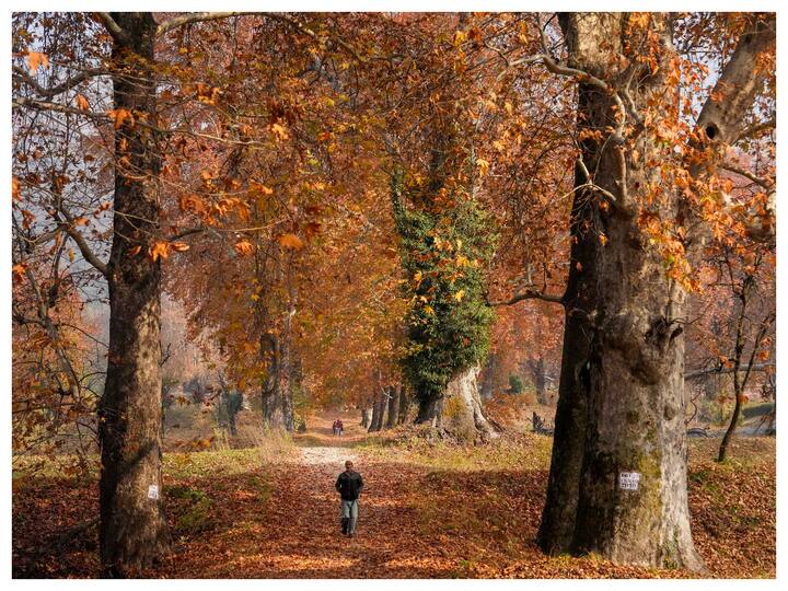 The Mughal gardens wear a bright red hue with the Chinar trees and Zabarwan Hills at the backdrop. The Nishat garden, Shalimar Bagh, Naseem Bagh, and Chinar Bagh are witnessing a huge rush of tourists. (Image: PTI)