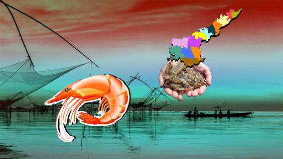 Crisis Situation Of AP Aqua Hub: కొవిడ్ తర్వాత నుంచి తీవ్ర సంక్షోభంలో ఏపీ ఆక్వా రంగం | ABP Desam