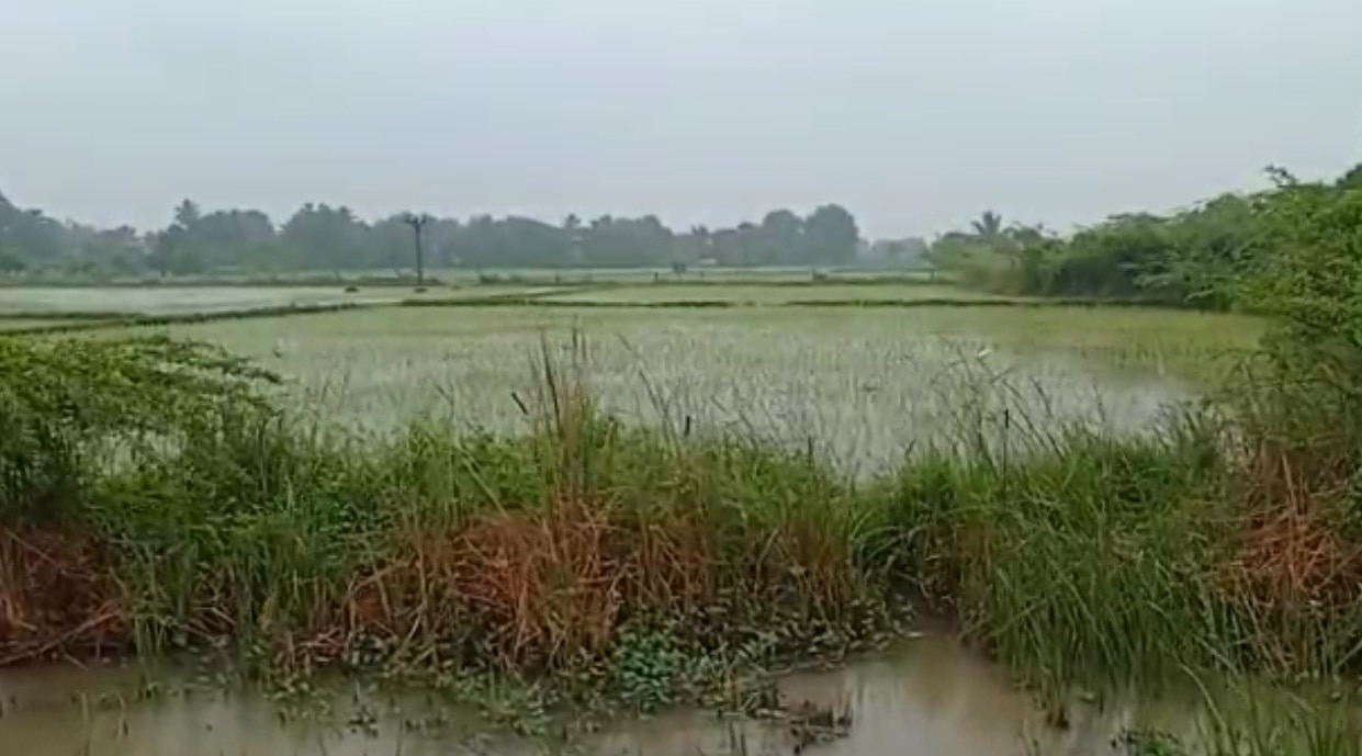 தஞ்சையில் தொடர் மழையால் நீரில் மூழ்கிய இளம் சம்பா, தாளடி பயிர்கள் - விவசாயிகள் கவலை