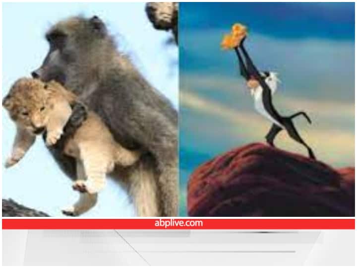 शेर के बच्चों को लेकर भाग गए बंदर, हैरान कर देने वाला Video वायरल bandar ka video Monkey runs away with lion cub funny viral video शेर के बच्चों को लेकर भाग गए बंदर, हैरान कर देने वाला Video वायरल