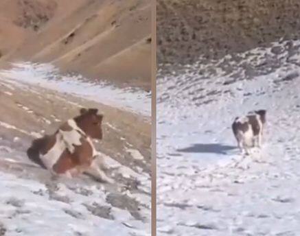 cow sliding on fresh fallen ice on the mountain video goes viral Viral Video: ਪਹਾੜਾਂ 'ਤੇ ਡਿੱਗ ਰਹੀ ਬਰਫ 'ਤੇ ਮਸਤੀ ਕਰਦੀ ਨਜ਼ਰ ਆਈ ਗਾਂ, ਲੈ ਰਹੀ ਸਲਾਈਡ ਦਾ ਆਨੰਦ