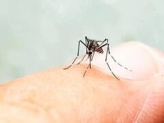 यूपी में बेकाबू हुआ डेंगू, लखनऊ में सामने आए सबसे ज्यादा 1,677 मामले, दूसरे नंबर इस जनपद का नाम