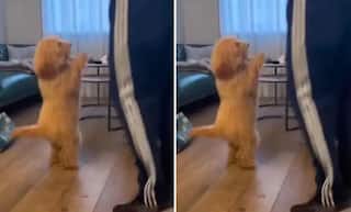 Dog Dance Video: ਕੁੱਤੇ ਨੇ ਕੀਤਾ ਜਬਰਦਸਤ ਭੰਗੜਾ, ਦੇਖੋ ਇਹ ਕਿਊਟ ਡਾਂਸ ਵੀਡੀਓ