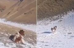 ਪਹਾੜਾਂ 'ਤੇ ਡਿੱਗ ਰਹੀ ਬਰਫ 'ਤੇ ਮਸਤੀ ਕਰਦੀ ਵੇਖੋ ਗਾਂ, ਸਲਾਈਡ ਦਾ ਆਨੰਦ ਲੈਂਦੀ ਨਜ਼ਰ ਆਈ