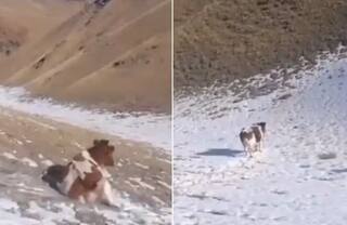 ਪਹਾੜਾਂ 'ਤੇ ਡਿੱਗ ਰਹੀ ਬਰਫ 'ਤੇ ਮਸਤੀ ਕਰਦੀ ਵੇਖੋ ਗਾਂ, ਸਲਾਈਡ ਦਾ ਆਨੰਦ ਲੈਂਦੀ ਨਜ਼ਰ ਆਈ