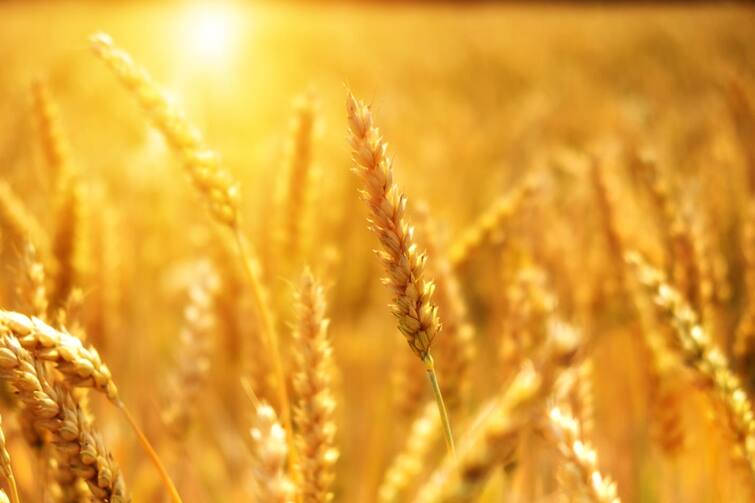 Record growth in wheat cultivation this year Wheat Farming : यंदा गव्हाची विक्रमी लागवड, मागील वर्षीच्या तुलनेत 10 टक्क्यांनी क्षेत्र वाढलं, कृषी मंत्रालयाची माहिती
