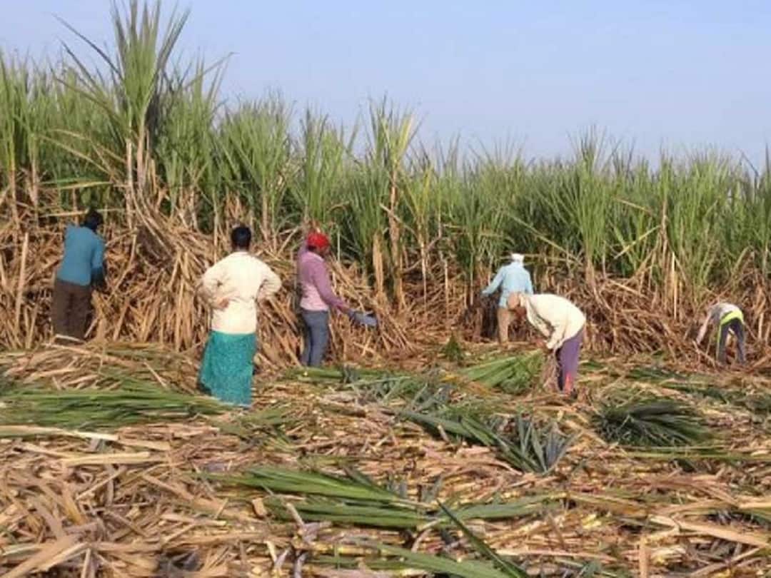 Sugar Commissioner Shekhar Gaikwad announced the cost of sugarcane cutting and transportation for sugar factories Sugarcane News : साखर आयुक्तांकडून ऊस तोडणीसह वाहतूक खर्च जाहीर, अधिक पैसे घेणाऱ्या कारखान्यांवर कारवाई होणार