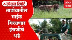 Special Report Chandrapur : ताडोबा व्याघ्र प्रकल्पात लवकरच अस्सखलित इंग्रजी बोलणारे गाईड दिसणार