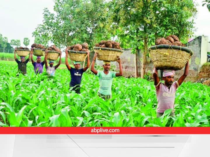 India's agricultural growth rate has been recorded at 3.3 percent Agriculture Growth: देश की कृषि विकास दर 3.3 प्रतिशत, खेती में ये राज्य बना नंबर 1, इन राज्यों का बुरा हाल