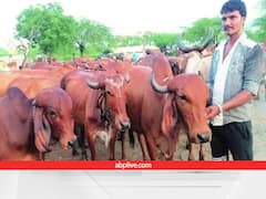 किसानों का सहारा बनेंगी सड़कों पर घूमने वाली आवारा गाय-भैंस, इस तरह बढ़ा देंगे मुनाफा