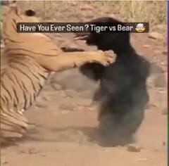 Shocking Video: ਟਾਈਗਰ ਤੇ ਰਿੱਛ ਦੇ ਵਿਚਕਾਰ ਹੋਈ ਭਿਆਨਕ ਲੜਾਈ, ਵੀਡੀਓ 'ਚ ਦੇਖੋ ਕੌਣ ਹਾਰਿਆ ਕੌਣ ਜਿੱਤਿਆ