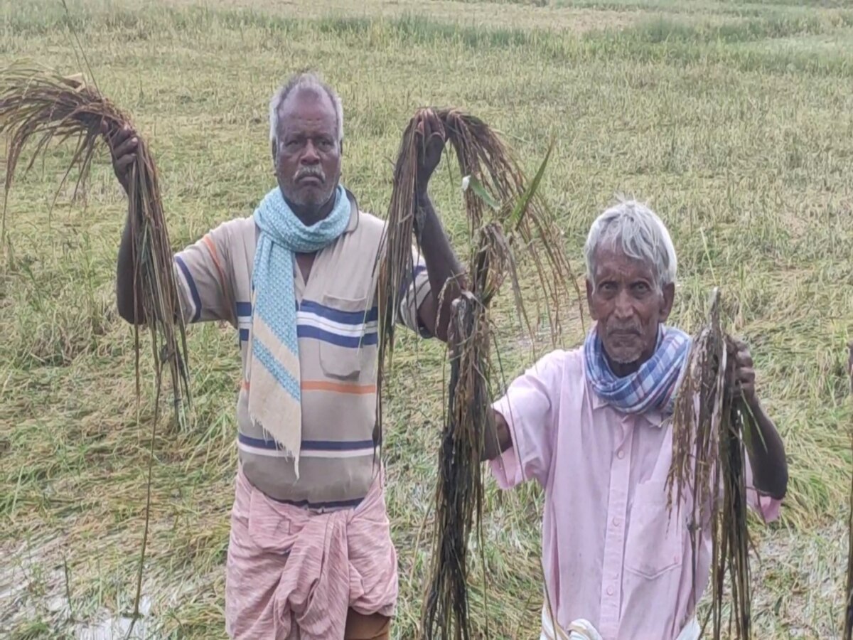 TN Rains : தொடர் மழை.. அறுவடைக்கு தயாராக இருந்த 600 ஏக்கர் நெற்பயிர்கள்... காஞ்சிபுரத்தில் இந்த நிலைமையா?