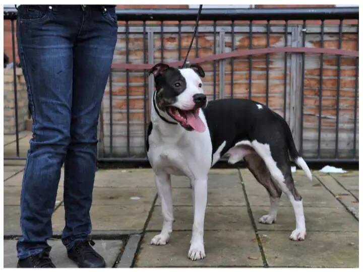 Noida Pet Policy Imposes Rs 10000 fine for mishap caused by pet animals from March 2023 Noida: ਕੁੱਤੇ ਦੇ ਵੱਢਣ 'ਤੇ ਮਾਲਕ ਅਦਾ ਕਰੇਗਾ ਇਲਾਜ ਦਾ ਖਰਚਾ, 10 ਹਜ਼ਾਰ ਜੁਰਮਾਨਾ, ਜਾਣੋ ਪਾਲਤੂ ਜਾਨਵਰਾਂ ਲਈ ਨਵੇਂ ਨਿਯਮ