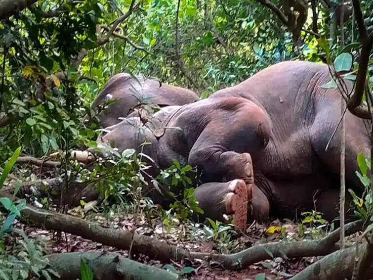 24 Elephants Doze Off After Drinking mahua Liquor Forest Officials Beat Drums To Wake Them பழங்குடியினரின் பாரம்பரிய மதுபானத்தை அருந்திவிட்டு மயங்கிய  24 யானைகள்... மேளம் அடித்து எழுப்பிய வனத்துறையினர்!