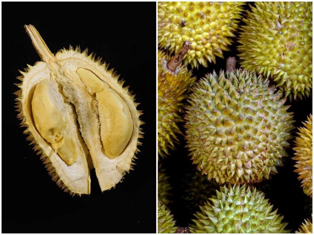 Durian is a fruit that smells like rotting meat, but is still eaten
