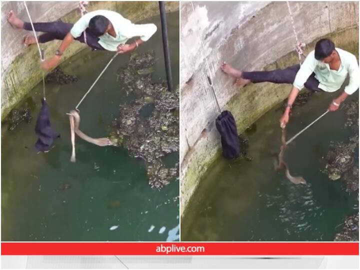 Man saving poisonous snake by risking his life video goes viral on social media Snake Video: जान जोखिम में डाल जहरीले सांप को बचा रहा शख्स, रोंगटे खड़े कर देगा वीडियो