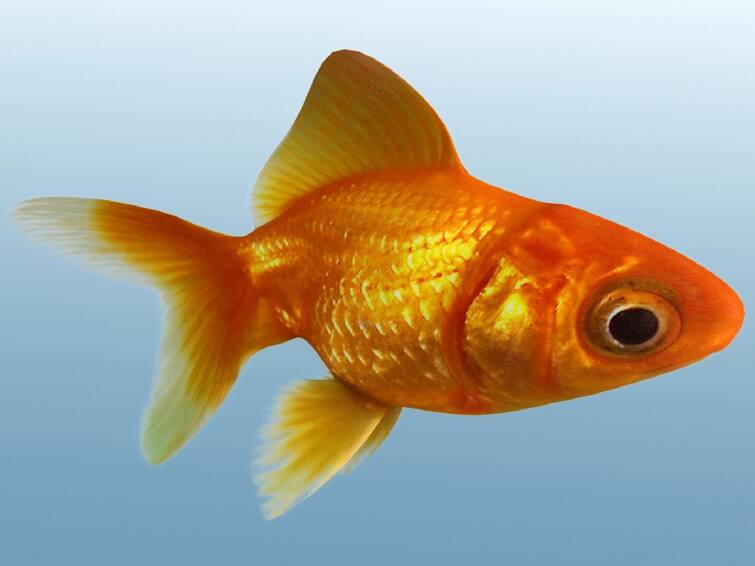 Dream Interpretation: If you can see fish in dream your luck will shine shortly Dream Interpretation: સપનામાં માછલી જોવાનો મતલબ ચમકવાની છે તમારી કિસ્મત, મળે છે આ સંકેત