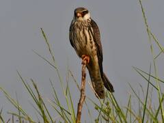 Amur Falcon: மணிப்பூர் வரும் பறவைகளுக்காக திருவிழா! ஆண்டுக்கு 20 ஆயிரம் கி.மீ பயணிக்கும் அமூர் பருந்துகள்