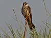 Amur Falcon: மணிப்பூர் வரும் பறவைகளுக்காக திருவிழா! ஆண்டுக்கு 20 ஆயிரம் கி.மீ பயணிக்கும் அமூர் பருந்துகள்