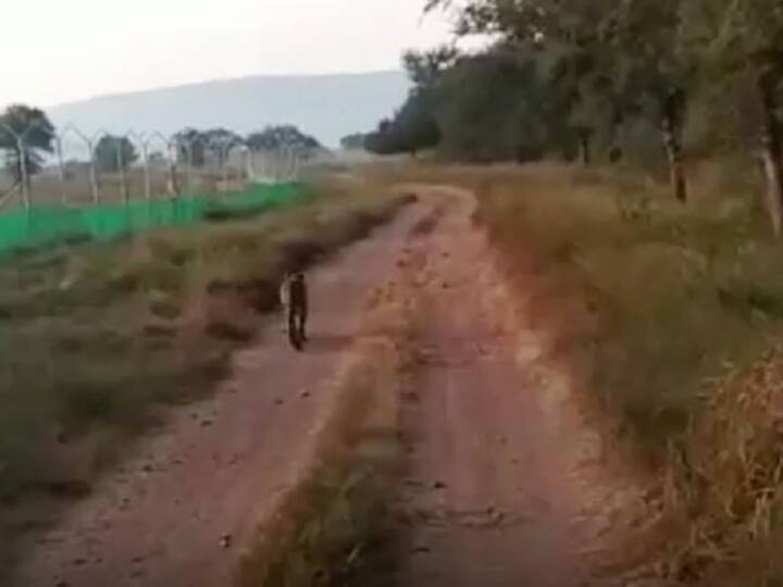 Leopard seen near large enclosure of cheetahs in Kuno National Park video went viral on social media Watch: कूनो नेशनल पार्क में चीतों के बाड़े के नजदीक दिखा खूंखार तेंदुआ, सोशल मीडिया पर वीडियो हुआ वायरल